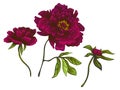 Vector Burgundy peony floral botanical flower. Engraved ink art. Isolated peonies illustration element.