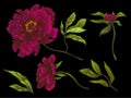 Vector Burgundy peony floral botanical flower. Engraved ink art. Isolated peonies illustration element.