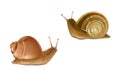 Vector Burgundy, Roman snails. French cuisine delicatessen Royalty Free Stock Photo