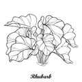 Vector bush with outline Rhubarb or Rheum vegetable in black isolated on white background. Ornate contour leaf of Rhubarb bunch. Royalty Free Stock Photo