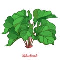 Vector bush with outline Rhubarb or Rheum vegetable in green isolated on white background. Ornate contour leaf of Rhubarb bunch.