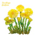 Vector bush with outline Tussilago farfara or coltsfoot or foalfoot with yellow flower and bud isolated on white background.