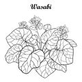 Vector bush of outline Wasabi or Japanese horseradish flower and leaf in black isolated on white background. Royalty Free Stock Photo