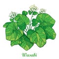 Vector bush of outline Wasabi or Japanese horseradish flower and leaf in green isolated on white background. Royalty Free Stock Photo