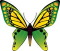 Vector butterfly