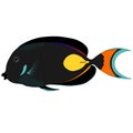 Vector Butterfly black Fish