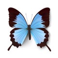 Vector butterfly illustration Royalty Free Stock Photo