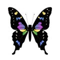 Vector butterfly illustration