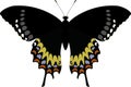Vector butterfly isolated Papilio garamas electryon Royalty Free Stock Photo