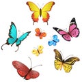 Vector butterfly set