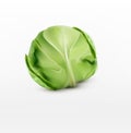 Vector cabbage, on a white background