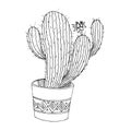 Vector Cacti floral botanical flowers. Black and white engraved ink art. Isolated cactus illustration element.