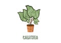 Calathea houseplant on pot. Vector illustraton.