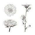 Vector Calendula Hand Drawn Icons Set, Isolated Sketches Collection, Black and White Illustration.