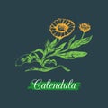 Vector calendula illustration with flowers. Hand drawn botanical sketch of marigold.Medicinal,officinalis plant drawing.