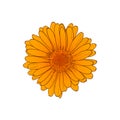 Vector Calendula Orange Flower Sketch, Outline Drawing, Isolated Hand Drawn Illustration. Royalty Free Stock Photo