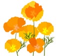 Vector California Poppies Abstract Background. Royalty Free Stock Photo