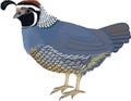 Vector California valley quail illustration