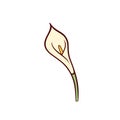 Vector Calla lily flower. Icon in flat style