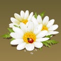 Vector Camomile Royalty Free Stock Photo