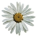 Vector camomile.