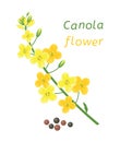 Vector canola flower and rapeseeds Royalty Free Stock Photo