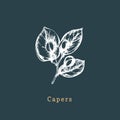 Vector capers sketch. Drawn spice herb. Botanical illustration of organic, eco plant. Used for farm sticker, shop label.