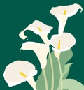 Vector card with bouquet of calla lilies Royalty Free Stock Photo
