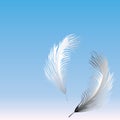 Vector card with two delicate feathers flying in sky