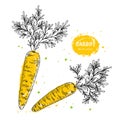 Vector carrot hand drawn illustration in the style of engraving. Detailed vegetarian food drawing. Farm market product