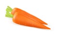 Vector carrot illustration. illustration of carrots. Realistic carrots