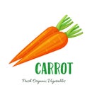 Vector carrot vegetable