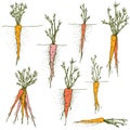 Vector carrots Hand drawn clip art set of colorful vegetables and roots