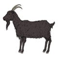 Vector Cartoon Goat. Side View He-goat Illustration