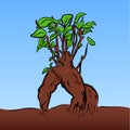 Vector cartoon bonsai