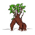 Vector cartoon bonsai Royalty Free Stock Photo
