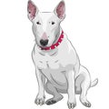 Vector Cartoon Bull Terrier Dog breed sittong Royalty Free Stock Photo