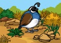 Cartoon of california quail bird in the nature Royalty Free Stock Photo