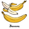 Vector cartoon calligraphy coloured bananas poster Royalty Free Stock Photo