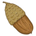 Vector Cartoon Color Illustration - Acorn