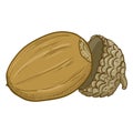 Vector Cartoon Color Illustration - Acorn