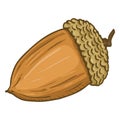 Vector Cartoon Color Illustration - Acorn