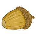 Vector Cartoon Color Illustration - Acorn