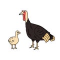 Vector cartoon outline turkey female and yellow poult chicken baby. Doodle isolated hand drawn animals illustration on white