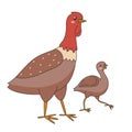 Vector cartoon cute turkey female and baby