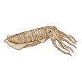 Vector Cartoon Cuttle. Cephalopod Illustration