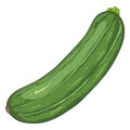 Vector Cartoon Dark Green Zucchini