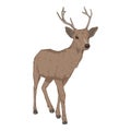 Vector Cartoon Deer. Full Body Isolated Illustration