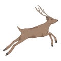 Vector Cartoon Deer. Full Body Isolated Illustration