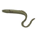 Vector Cartoon Eel Illustration Royalty Free Stock Photo